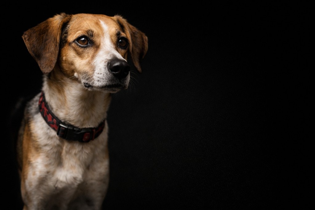 Portrét fenky Betty, český strakatý pes